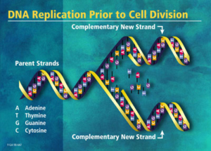 DNA Replication